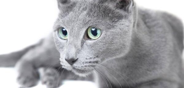 عکس گربه اسکاتیش بلو