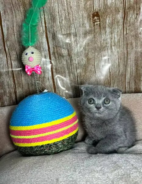 عکس گربه اسکاتیش بلو