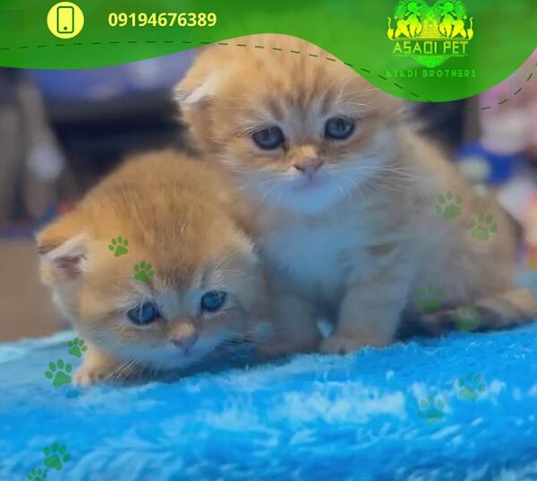 عکس گربه اسکاتیش بلو