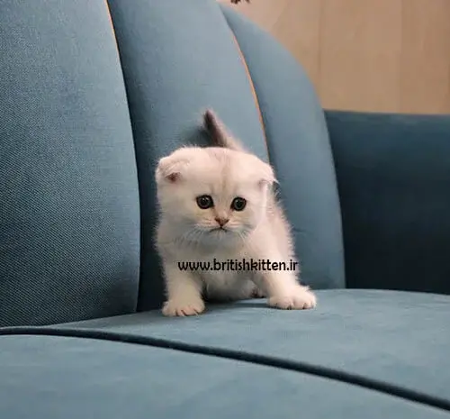 عکس گربه اسکاتیش بلو