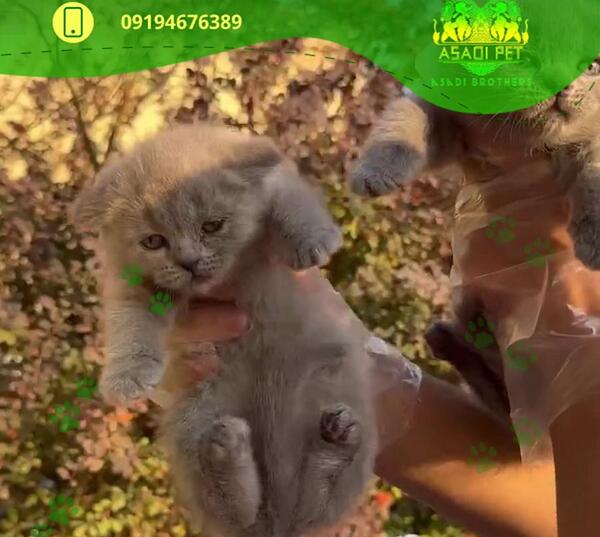 عکس گربه اسکاتیش بلو