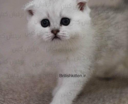 عکس گربه اسکاتیش طوسی