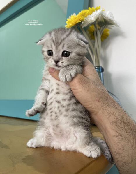 عکس گربه اسکاتیش طوسی
