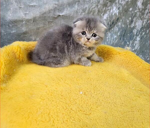 عکس گربه اسکاتیش طوسی
