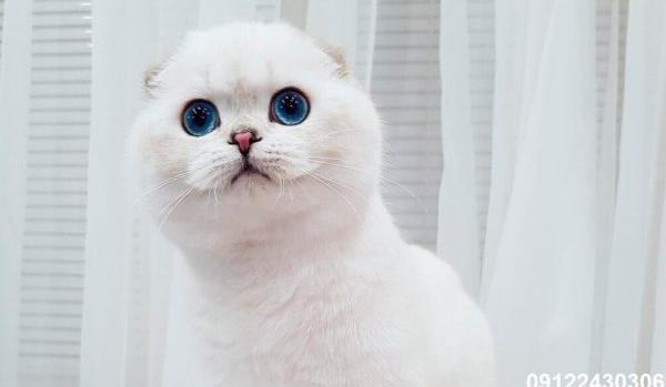 عکس گربه اسکاتیش طوسی