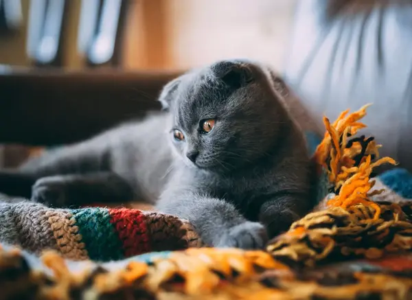 عکس گربه اسکاتیش طوسی