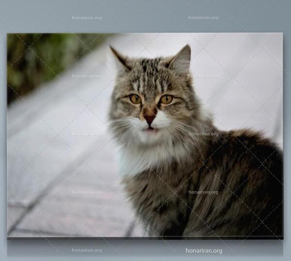عکس گربه ایرانی خیابانی