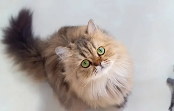 عکس گربه ایرانی خیابانی
