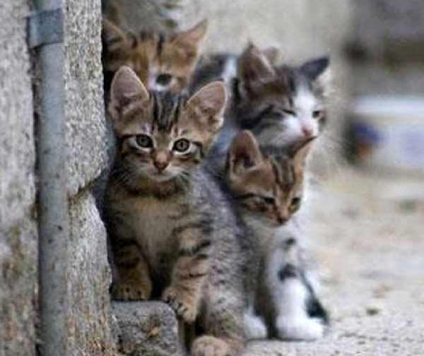 عکس گربه ایرانی خیابانی