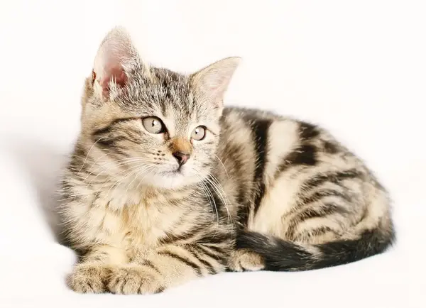 عکس گربه ایرانی خیابانی