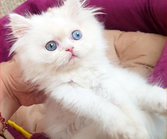 عکس گربه ایرانی خانگی