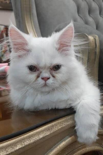 عکس گربه ایرانی خانگی