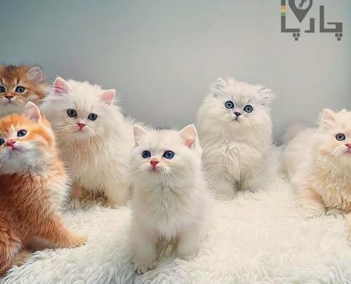 عکس گربه ایرانی سفید