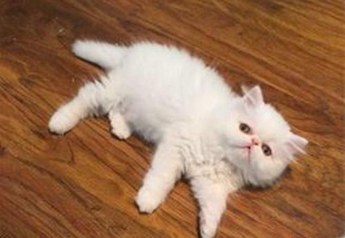عکس گربه ایرانی سفید