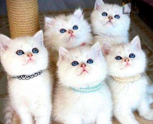 عکس گربه ایرانی سفید