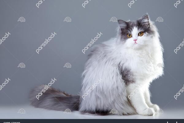 عکس گربه ایرانی سفید
