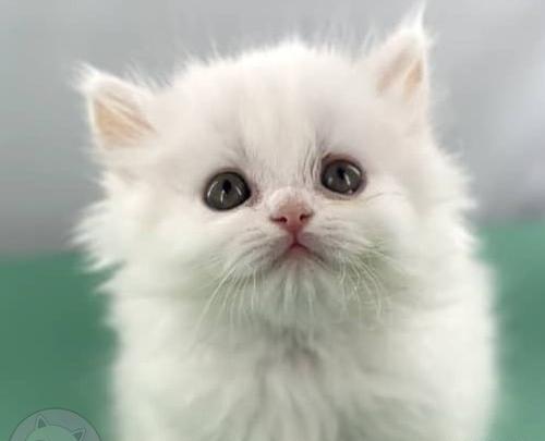 عکس گربه ایرانی سفید
