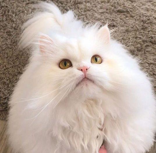عکس گربه ایرانی سفید