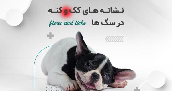 عکس کنه سگی