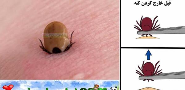 عکس کنه سگی