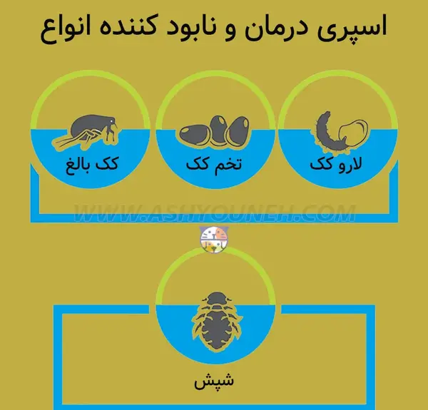 عکس کک و کنه سگ