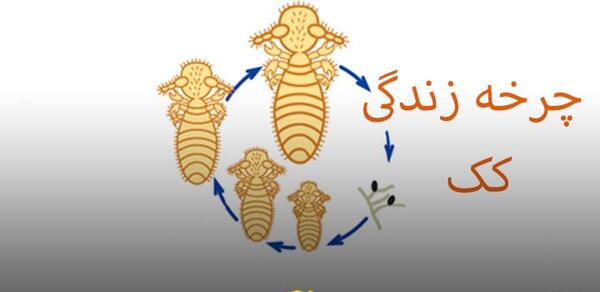 عکس کک و کنه سگ