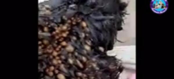 عکس کنه در بدن سگ