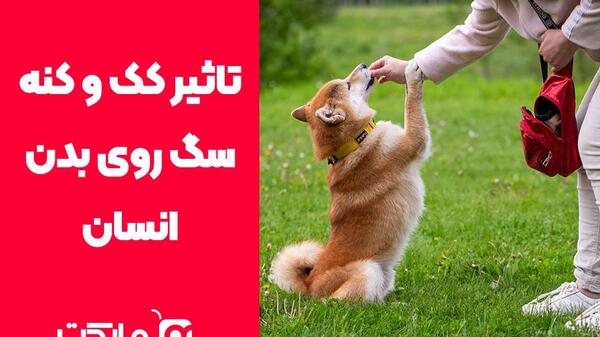 عکس کنه در گوش سگ