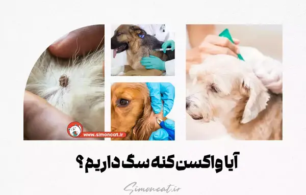 عکس کنه در گوش سگ