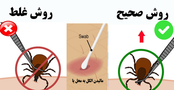 عکس سگ کنه دار