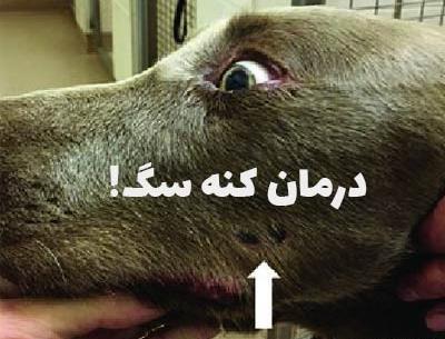 عکس انواع کنه سگ