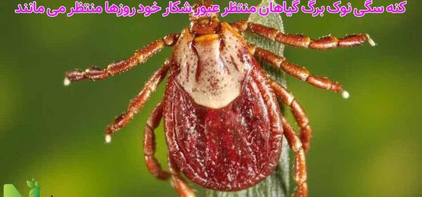 عکس انواع کنه سگ