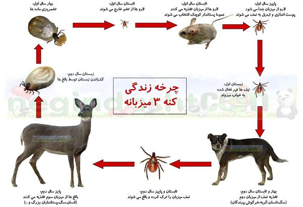 عکس انواع کنه سگ
