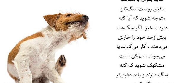 عکس کنه گوش سگ
