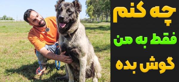 عکس کنه گوش سگ