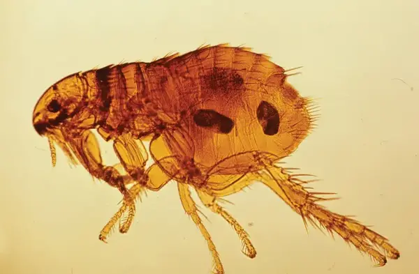 عکس کنه در گربه