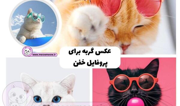 عکس کنه روی گربه