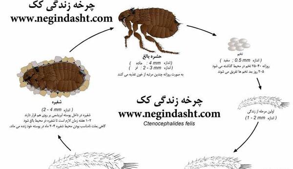 عکس کنه روی گربه