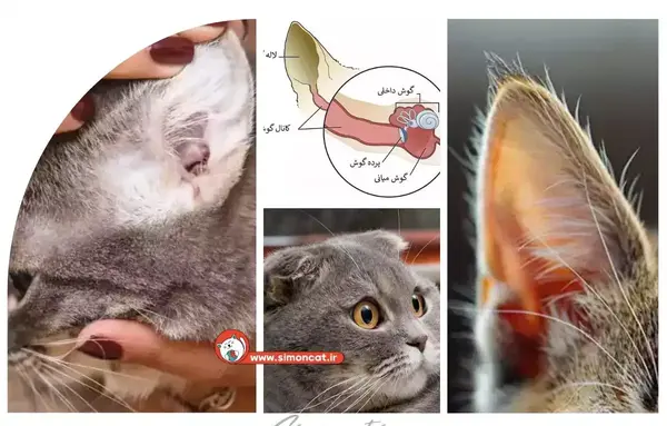عکس کنه گوش گربه