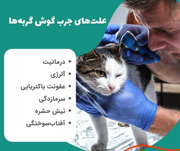 عکس کنه گوش گربه