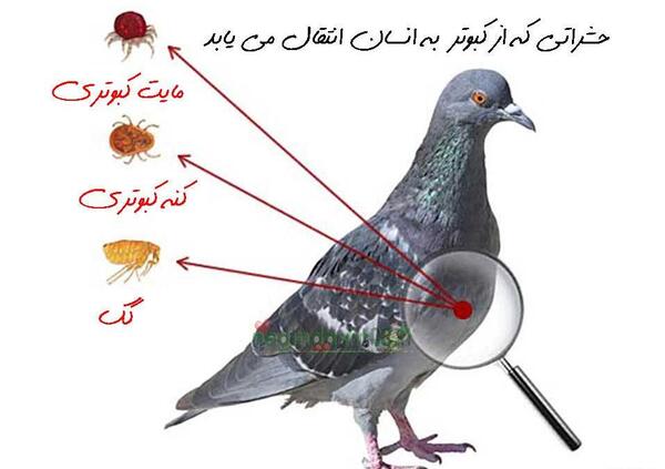 عکس گزیدگی کنه کبوتر