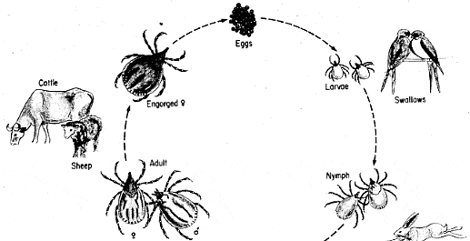 عکس گزیدگی کنه کبوتر