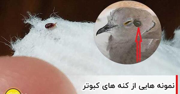 عکس عكس كنه كبوتر