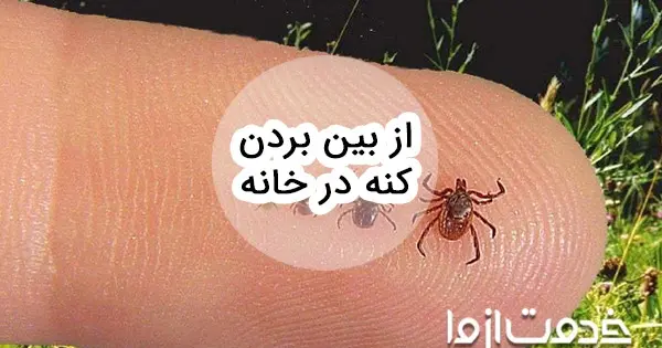 عکس عكس كنه كبوتر