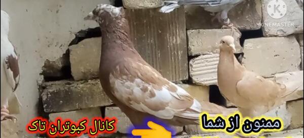 عکس عكس كنه كبوتر