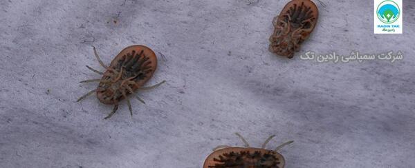 عکس گزش کنه کبوتر