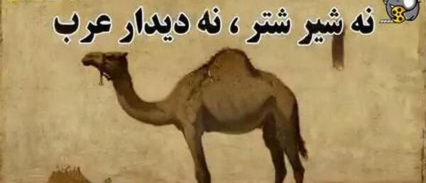 عکس حیوان خارکن