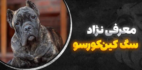 عکس سگ کن کورسو قهوه ای