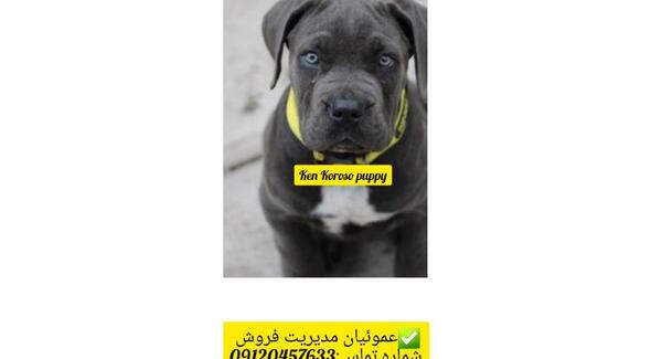 عکس سگ کن کورسو سیاه