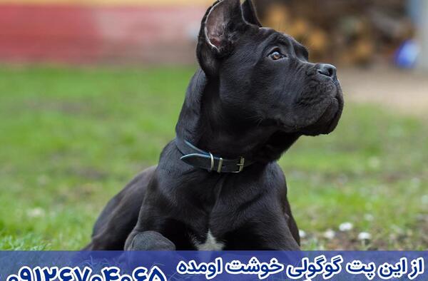 عکس سگ کن کورسو توله